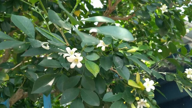 Murraya paniculata, commonly known as orange jasmine, orange jessamine, china box or mock orange blooming in the garden.