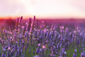 Beautiful landscape of a field of lavender at sunset.