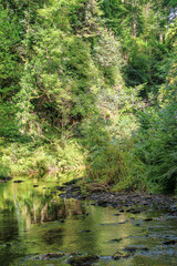Stream in the woodlands