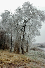 Snow and rime in rural China