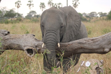 Elephant trunk around tree