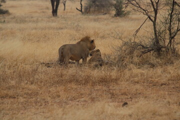 Lion and lioness