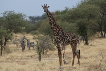 Giraffe and zebra