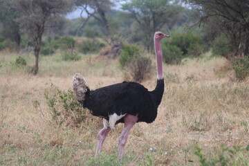 Black ostrich
