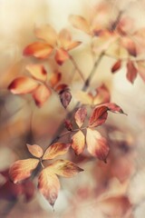Soft Focus Autumn Abstract with Delicate Layers of Amber, Ochre, and Deep Red Leaves