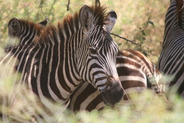 Zebra portrait