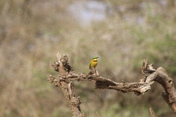 Bee-eater
