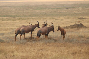 Wildebeest/hartenbeest in a circle