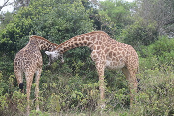 Giraffes eating