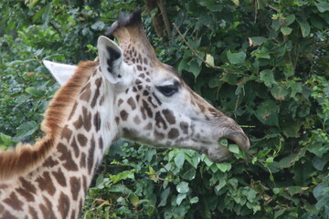 Giraffe close-up