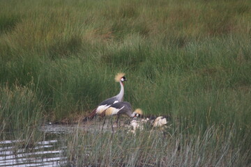 Grey crowned crane with chicks