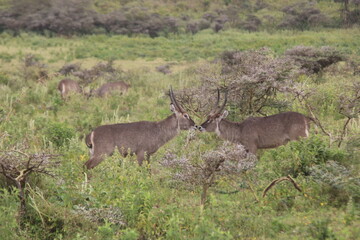 Waterbucks kissing