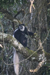 Colobus monkey in tree