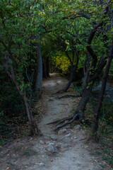 Fairytale path with protruding tree roots and stones near the river during an evening walk