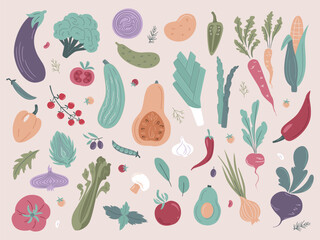 Vegetables collection. Vector Illustration in flat style. Pumpkin, Tomato, Broccoli, Carrot, Onion, Radishes, Corn, Beetroot, Pepper, Cucumber, Potato, Mushrooms, Eggplant, Olives, Zucchini, Herbs