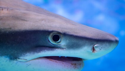 Naklejka premium Close-up view of a shark's eye and mouth, highlighting its sharp teeth and powerful gaze. The detailed focus captures the predator's intense expression, emphasizing the shark's dominance in the ocean.