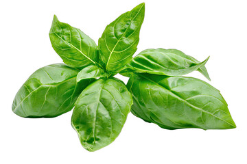 Fototapeta premium Fresh basil leaves displayed beautifully, perfect for culinary and herbal themes in photography.