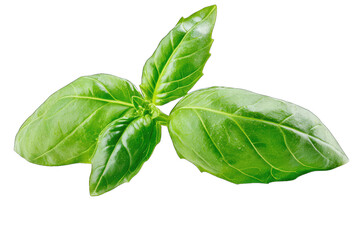 Fototapeta premium Fresh basil leaves perfect for culinary use, adding flavor and aroma to your dishes and enhancing any recipe with its vibrant green color.