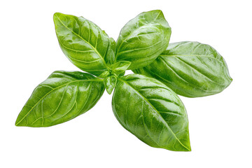 Fresh basil leaves with vibrant green color, ideal for culinary dishes, garnishes, and healthy recipes.