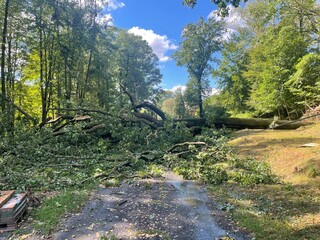 Broken fallen willow tree after hurricane. Boris storm
