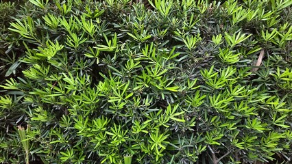 green grass in the garden