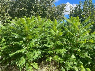 Green rhus typhina (staghorn sumac) leaves during summer. Green sumac leaves background

