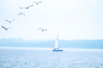 Segelboot auf der Ostsee in der Eckernförder Bucht, kleiner Schwarm von Silbermöwen, Schleswig-Holstein, Deutschland