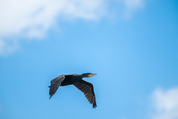 Kormoran im Flug, Phalacrocorax carbo