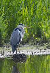 gray heron and reeds around him, Grey heron lying in wait, Grey heron relaxing between blades of grass, reflection of reeds in the water
