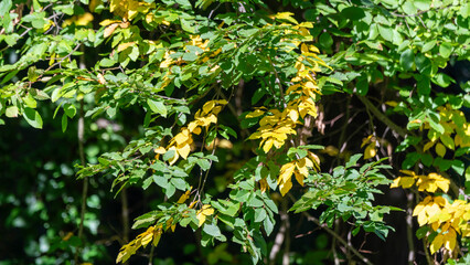 yellow leaves on a tree