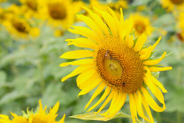 Blooming Sunflower with closeup on pollen.