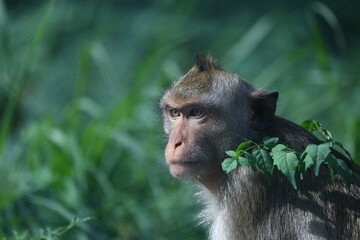 Monkey is sitting and looking at something with interest and curiosity, against a blurry background...
