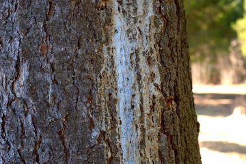 Gray bark of pine coniferous tree on trunk in forest. Texture of evergreen tree trunk in woodland, nature park in sunny day. Cracked tree bark close-up view. Textured natural brown tree bark.