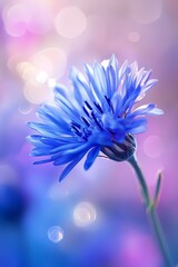 Obraz premium A tight shot of a blue bloom against a backdrop of out-of-focus light, with a softly blurred foreground