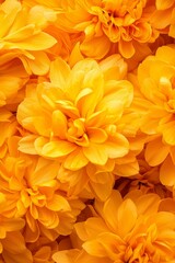 Fototapeta premium A large cluster of yellow flowers, surrounded by smaller clusters of yellow flowers
