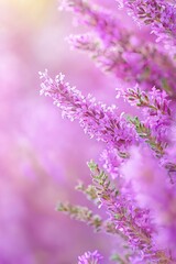 Obraz premium A tight shot of various flowers, foreground blurred with purple blooms, background blurred with pink flowers