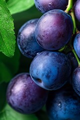  A tight shot of plums clustered on a branch, with a leaf peeking from the opposite side
