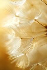  A tight shot of a dandelion head filled with numerous white blooms