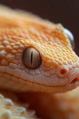 Obraz premium A tight shot of a yellow snake's head featuring a big, circular, brown and white eye