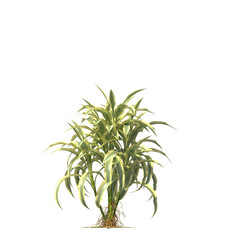 Dracaena sanderiana, Lucky bamboo, evergreen, small tree, bush, light for daylight, easy to use, 3d render, isolated