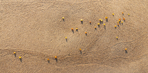 Amber stones on sea coast. Amber gems search on Baltic sea shore, fossilized tree resin crystals on sand