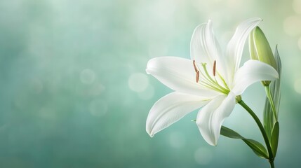 Naklejka premium Single white lily flower with green leaves on a soft green background.
