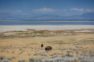 Bison