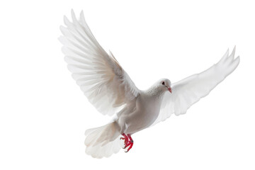 Obraz premium Carrier Pigeon on Clear Transparent Background High Definition HD Image for Stock Images and Avian Art Projects