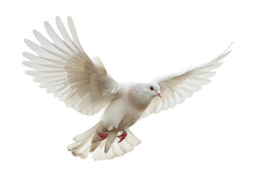 Obraz premium Carrier Pigeon Isolated on Clear Transparent Background HD Resolution for Stock Photography and Bird Design Needs