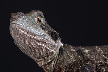 Portrait of an Australian Water Dragon
