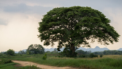 Tree magic - Baummagie