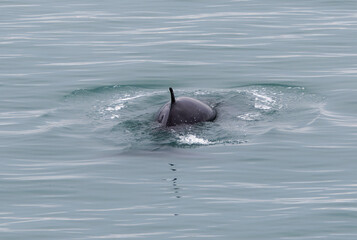 Fototapeta premium Northern Minke Whale, Bockfjorden, Spitsbergen, Svalbard