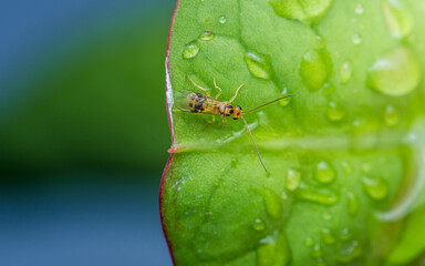 Tiny insect standing on a vibrant green leaf after rain.