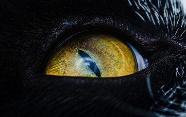 Black cat showing intense yellow eye close-up.